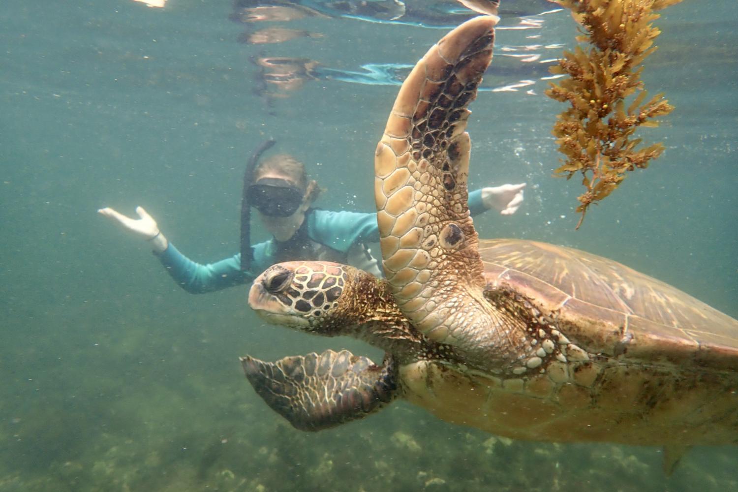 一名<a href='http://gnsb.ngskmc-eis.net'>全球十大赌钱排行app</a>学生在Galápagos群岛游学途中与一只巨龟游泳.